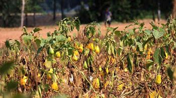 2014年7月30日，河南周口市干枯的茄苗（网络图片）