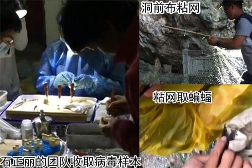 '图：2004年武汉病毒所石正丽团队开始追踪SARS之源，7年之后在云南一个山洞里找到。（视频截图，作者提供）'