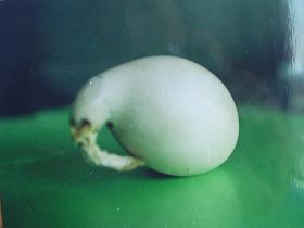 图三：带把的鸡蛋（1997年拍摄）