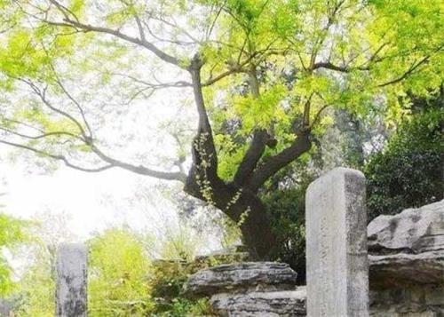 图1：北京景山公园纪念明朝崇祯帝自缢殉国处，古歪脖树已死，后来移植了新株。